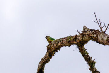 Pássaro no galho da árvore