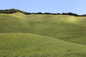 Scenery of a grass carpet on the Soni Plateau in Nara Prefecture, Japan