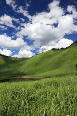 Scenery of a grass carpet on the Soni Plateau in Nara Prefecture, Japan