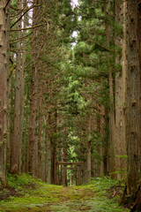 鳥居_隠津島神社