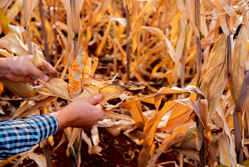 Farmer's expertise shines as he peel the corn, ensuring only the finest produce is selected.