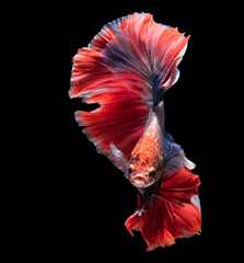 Multi-colored Siamese fighting fish mesmerizes with its kaleidoscope of hues, showcasing a...