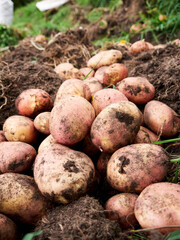 Rural Agriculture: A Look at the Potato Farm Industry