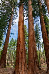 Mariposa Grove of Giant Sequoias, Yosemite National Park, California USA