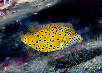 Yellow boxfish