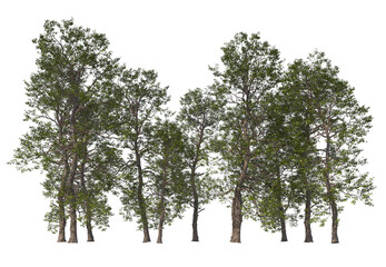 Populus Cathayana, Group tree, light for daylight, easy to use, 3d render, isolated, tree isolated on white background