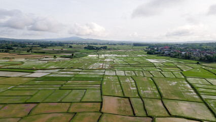 aerial shots  drone photography  aerial shots of rice fields in evening light  drone shots of rice fields  high angles of rural areas