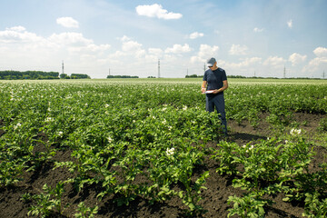 Naklejka premium man working on potatoes field. farmer with a clipboard examining the blooming potato field.