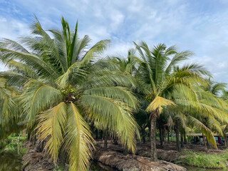 Obraz na płótnie Canvas coconut farm coconut plantation 