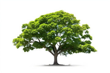 Tree isolated on white background for garden design.Tropical species found in Asia