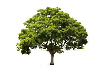 Fototapeta premium Tree isolated on white background for garden design.Tropical species found in Asia
