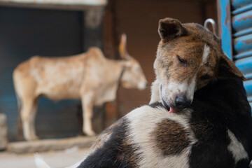 Fototapeta premium Street dog licking his body. Urban Ox in the Background
