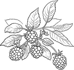Blackberry coloring pages vector animals