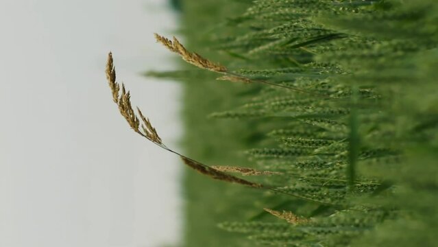 Vertical meditative of lonely dry stem of grass in a green field of unripe wheat