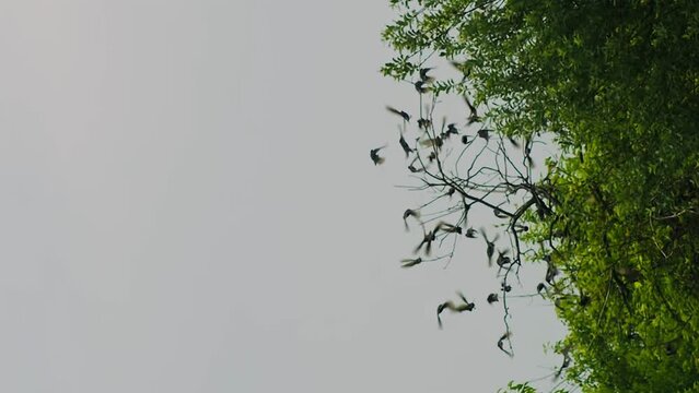 Vertical video flock of birds resting on the tree top