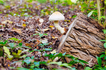 Mushroom on a stump in a beautiful autumn forest. Wild mushroom on the stump