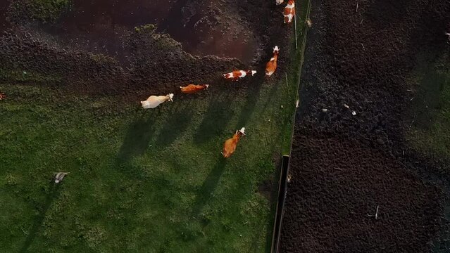 Vertical aerial top shot video cows return home to the farm after grazing in the beautiful wild lanscape green meadow