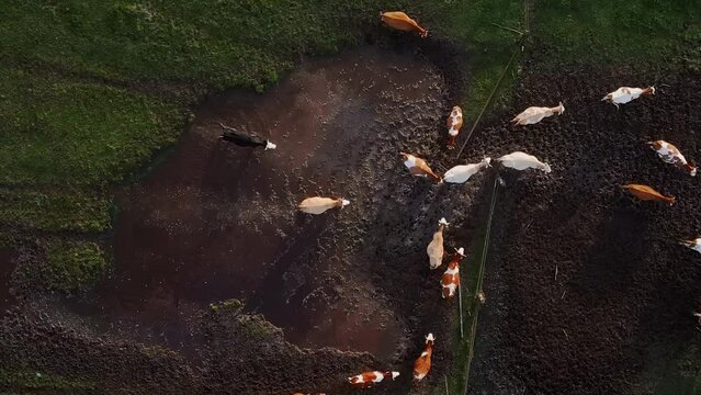 Vertical aerial top shot video cows return home to the farm after grazing in the beautiful wild lanscape green meadow