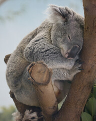 koala in a tree