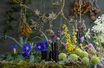 
Láthyrus praténsis. Láthyrus sylvéstris. Vicia cracca. Trifolium rubens. Hypericum.Knáutia. Achillea millefolium.  Lavandula. Daucus сarota. Ipomoea.   Convolvulaceae. Aloe.  Asphodelaceae. Aesculus 