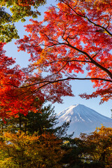 Fuji Mountain and Red Maple Leaves in Autumn, Kawaguchiko Lake, Japan	