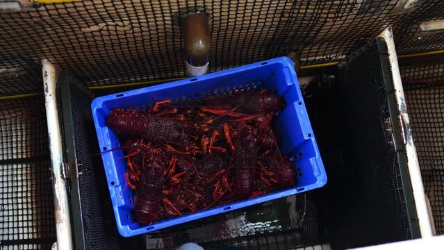 Catching live Lobster in America. Fishing crayfish in Tasmania Australia. ready for chinese new year close up