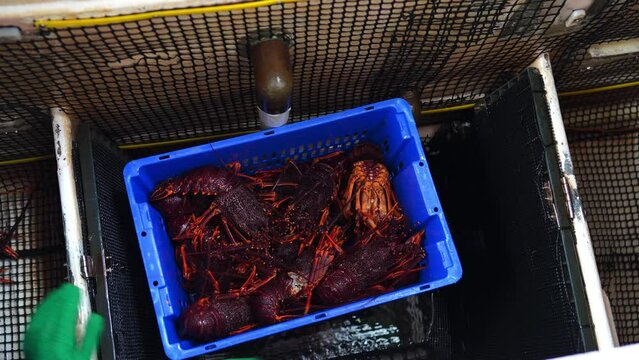 Catching live Lobster in America. Fishing crayfish in Tasmania Australia. ready for chinese new year close up