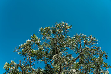 Acacia koa, commonly known as koa, is a species of flowering tree in the family Fabaceae. It is endemic to Hawaii. Puʻu Huluhulu is a volcanic cone located near the center of the Island of Hawaii.