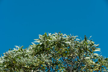 Acacia koa, commonly known as koa, is a species of flowering tree in the family Fabaceae. It is endemic to Hawaii. Puʻu Huluhulu is a volcanic cone located near the center of the Island of Hawaii.
