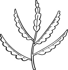 hand drawn plant illustration.