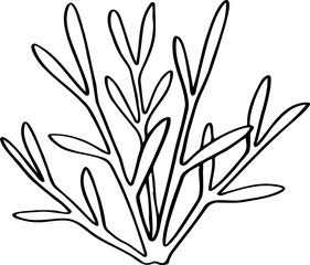 hand drawn plant illustration.