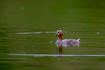 Little Grebe, colorful little bird fun to watch
