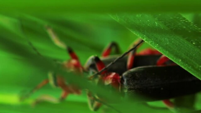 Macro shot of a pair of mating beetles firefighters crawling on the grass