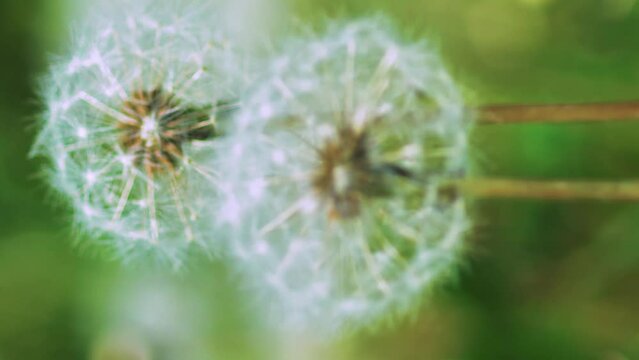  Vertical macro shot of dandelions burgeon swaying in the wind and dandelion seeds falling