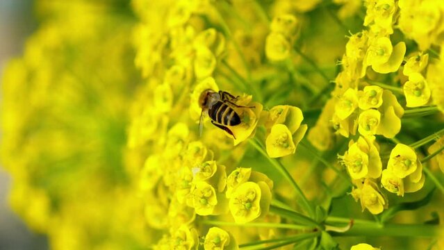 Close-up shot of a bee collects pollen and pollinates blooming yellow flower and flying away vertical shot