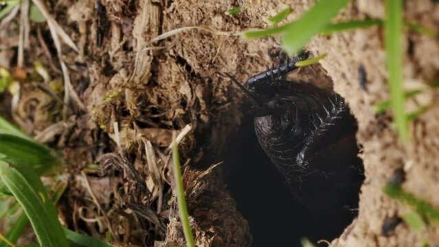 Vertical video black cricket hides in the hole