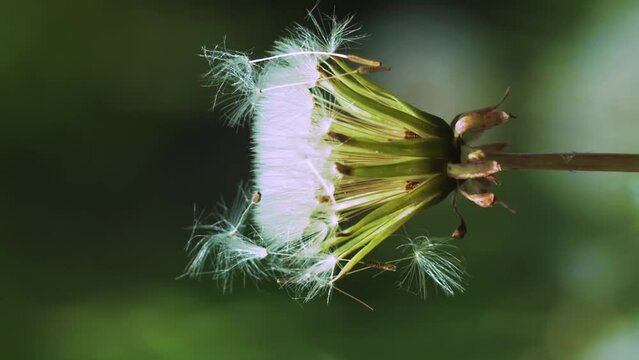 Vertical video dandelion seeds fall on a flower