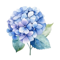 blue hydrangea flower