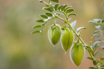 Growing chickpeas. Close-up. Chickpea beans in a green shell grow on a bush in a farm. 