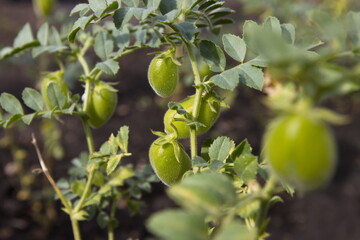 Growing chickpeas. Chickpea beans in a green shell grow on a bush in open ground.