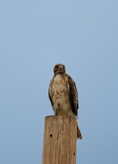 red tailed hawk