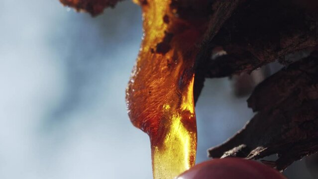 Fingers touches sticky resin on trunk of tree on sunny day