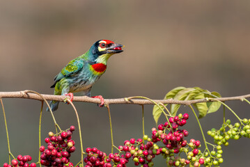 Copper-smith Barbet with fruit platter