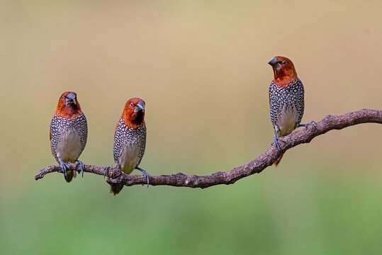 Scaly-breasted munias perched for some food
