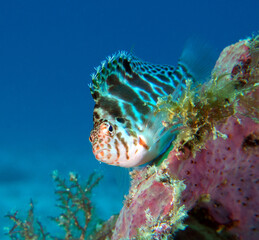 A Spotted Hawkfish resting on corals Boracay Island Philippines
