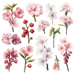 Set of floral watecolor. Sakura blossom flower and leaves. generative ai.