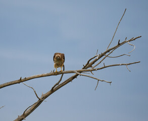 redtailed hawk perched in tree