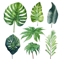 Watercolor leaf paint illustration with clipping parts isolated on white background. generative ai.