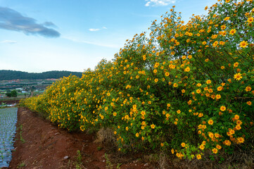 Fototapeta premium A row of wild sunflowers bloom 