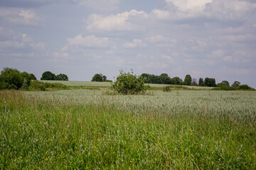 A typical landscape on the Central Russian upland, which is located on the Russian plain